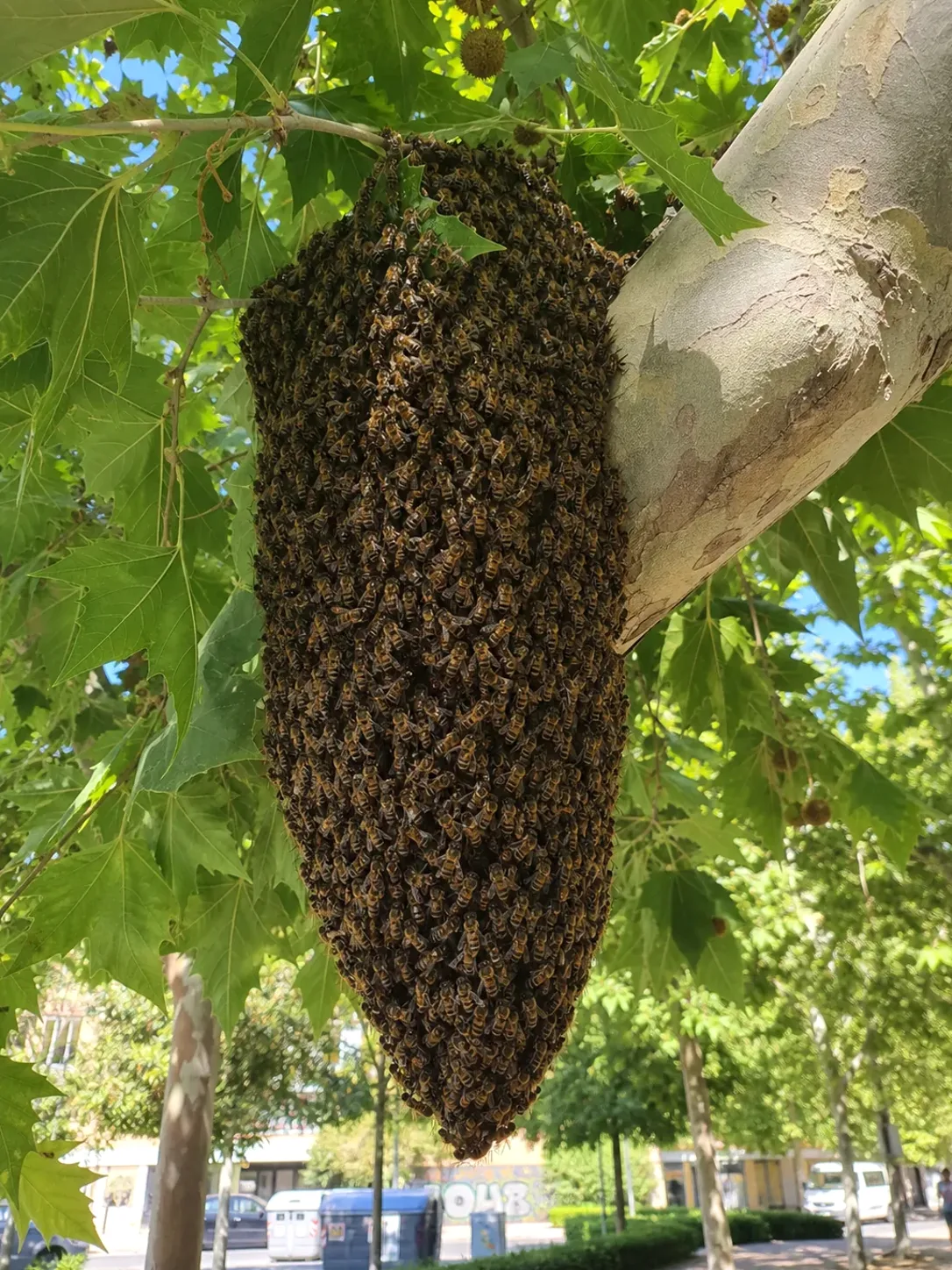 Tratamiento de abejas y enjambres en Ripollet — RipolPlagas