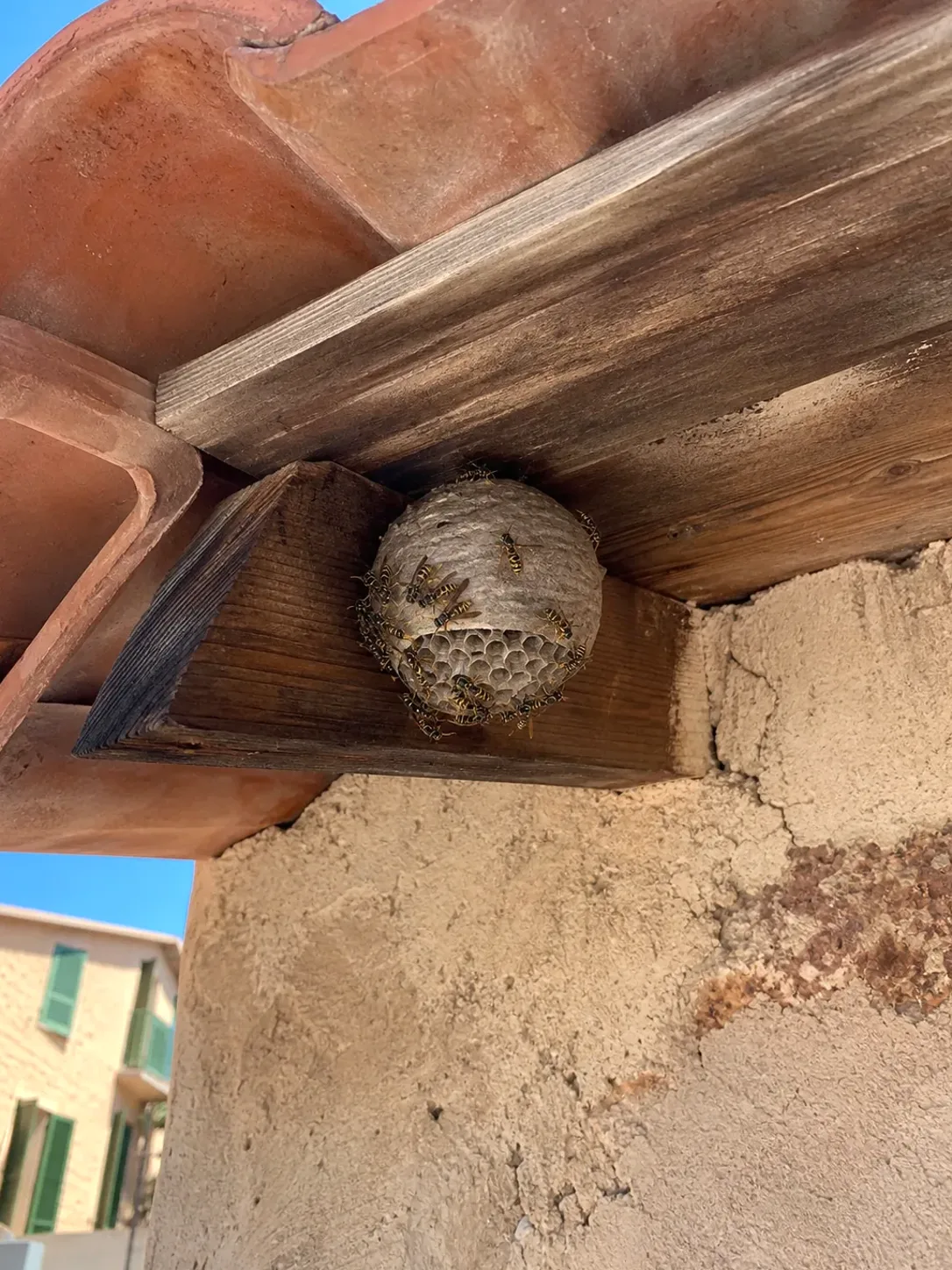 Tratamiento de avispas en Ripollet — RipolPlagas
