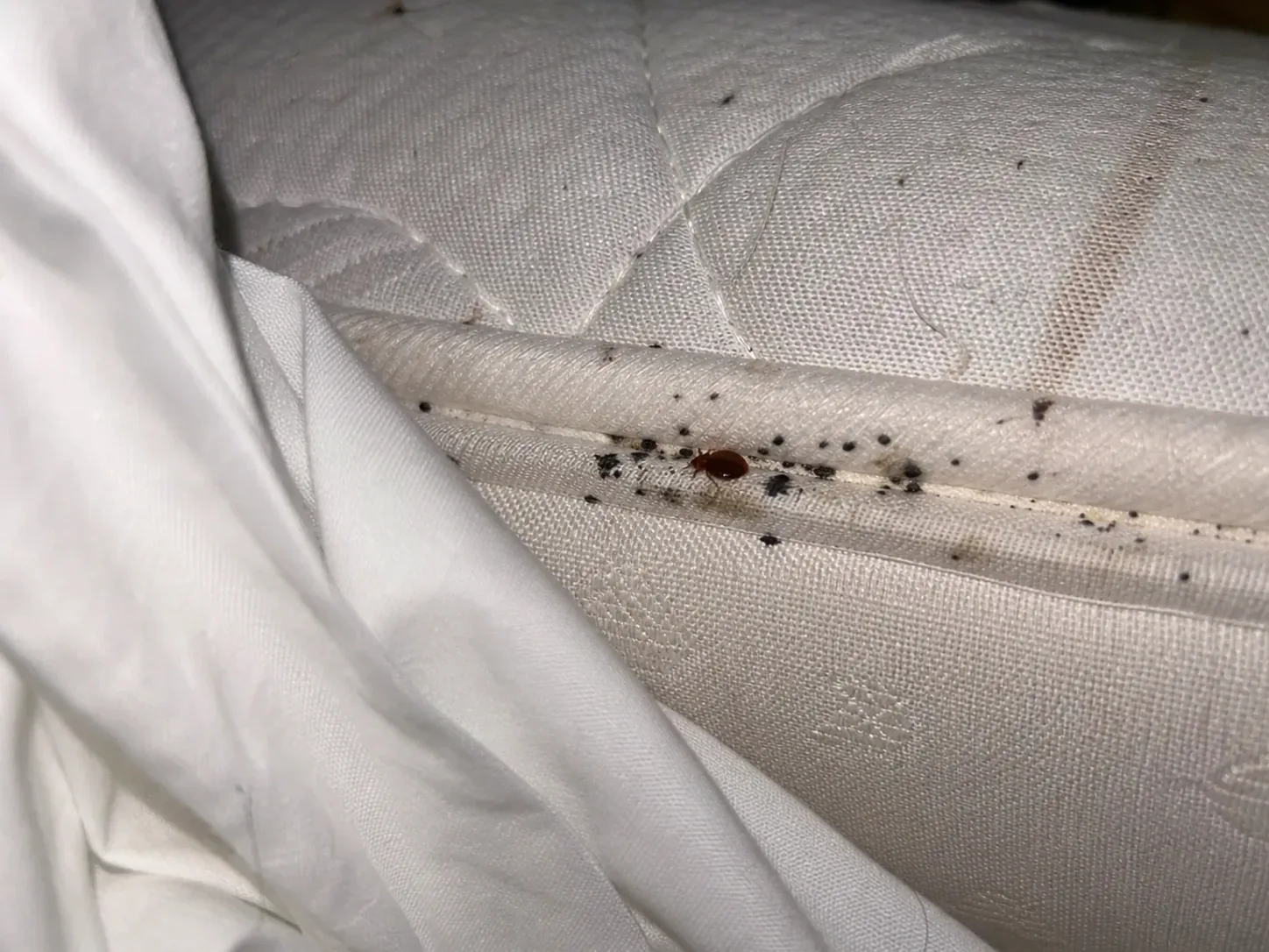 Chinche de cama en la costura de un colchón