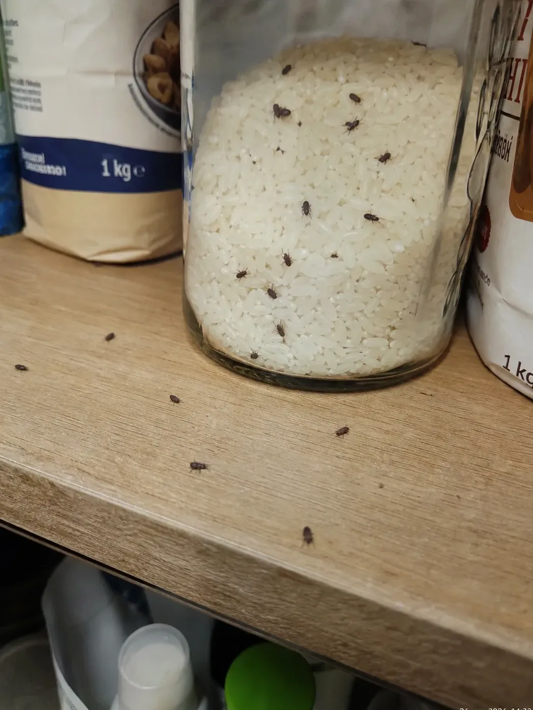 Can Masojos en un bote de arroz de la despensa