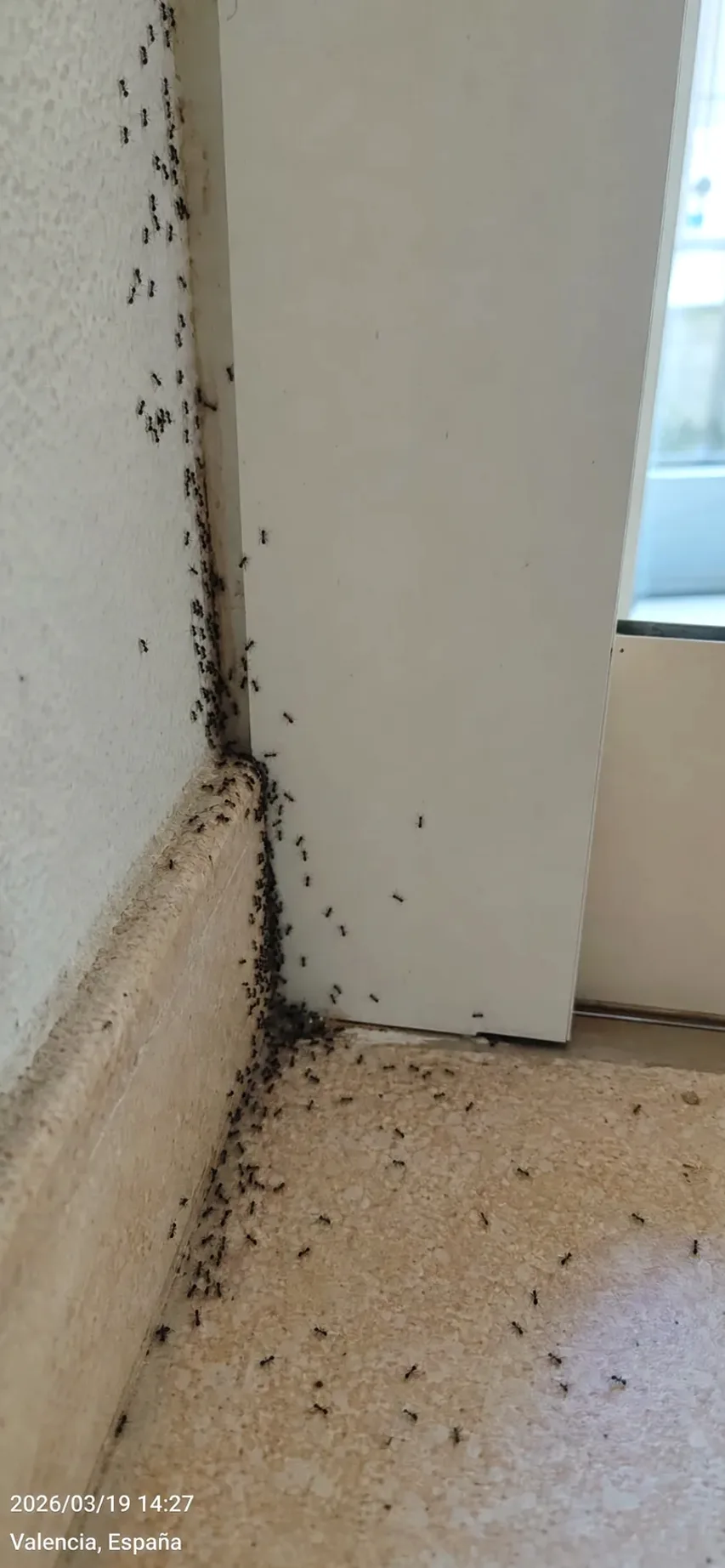 Tratamiento de hormigas en Ripollet — RipolPlagas
