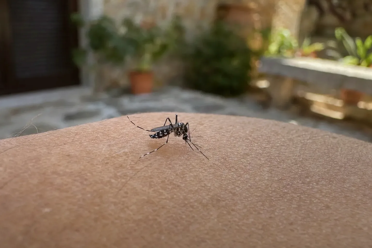 Tratamiento de mosquito tigre en Ripollet — RipolPlagas