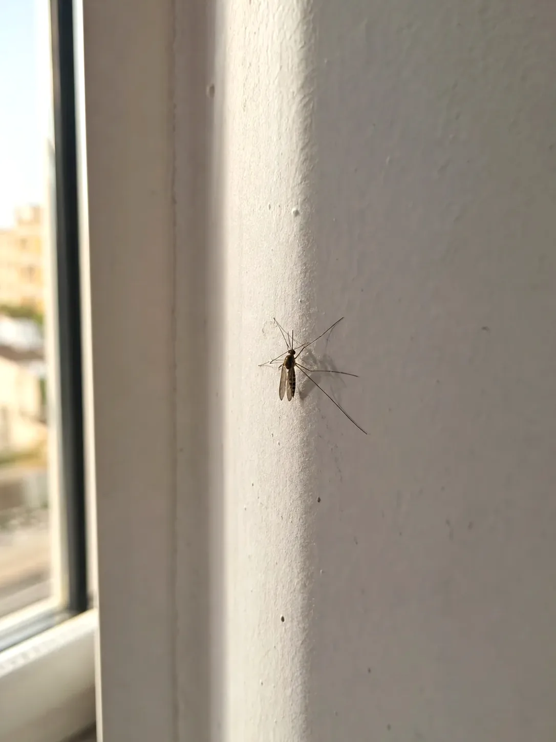 Tratamiento de mosquitos en Ripollet — RipolPlagas