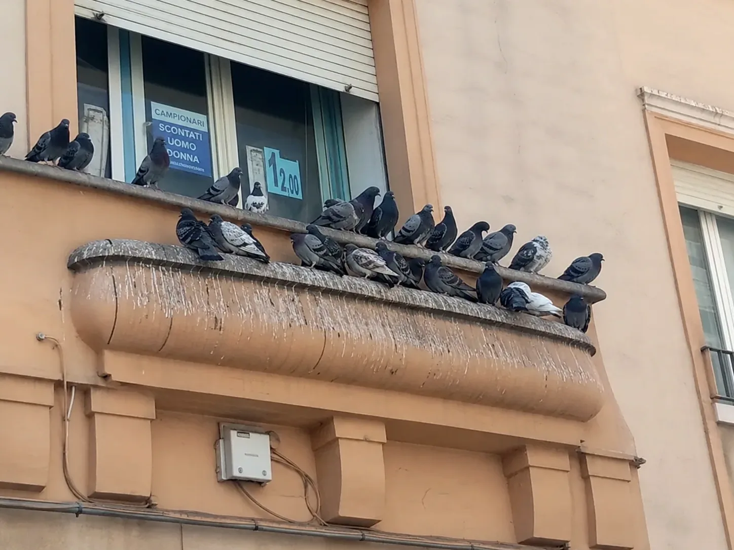 Palomas posadas en la cornisa de un edificio en Ripollet