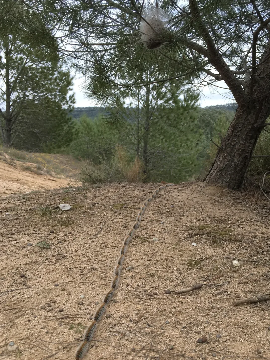 Tratamiento de procesionaria del pino en Ripollet — RipolPlagas
