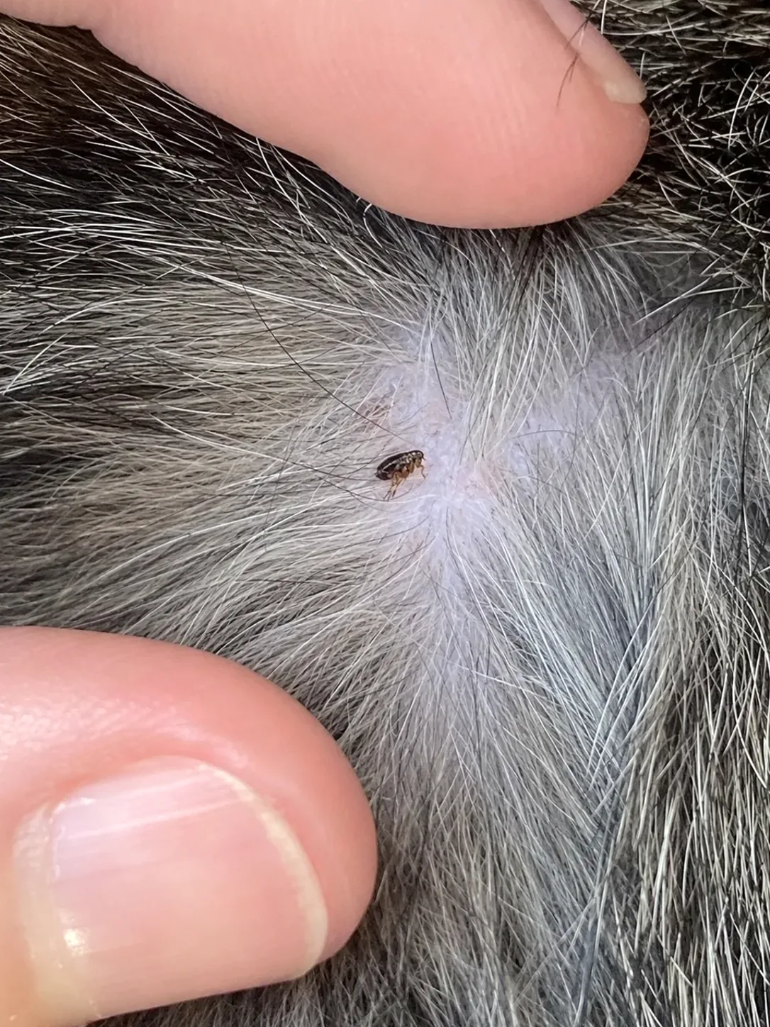 Pulga en detalle sobre el pelaje de una mascota