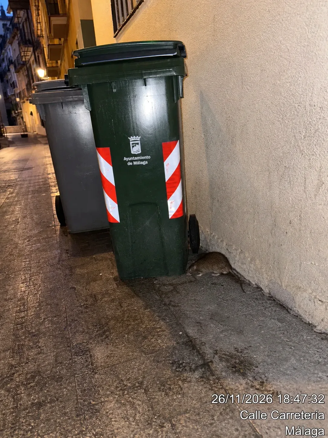 Tratamiento de ratas en Ripollet — RipolPlagas