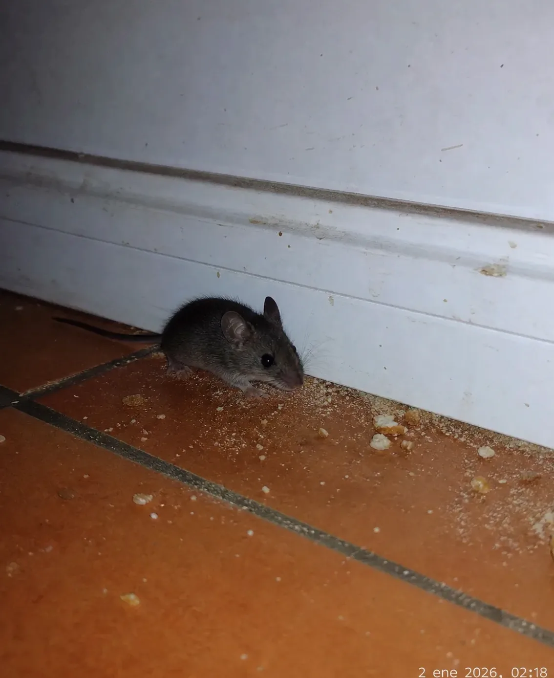 Ratón doméstico junto a un rodapié de la cocina