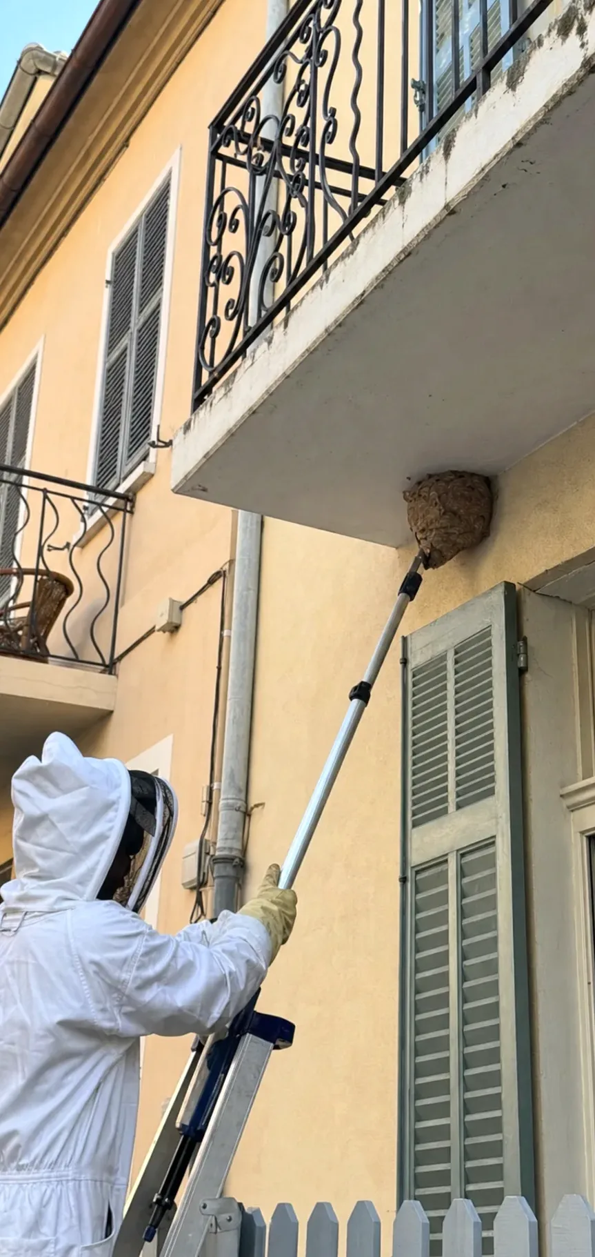 Retirada de nidos de avispas en Ripollet — RipolPlagas